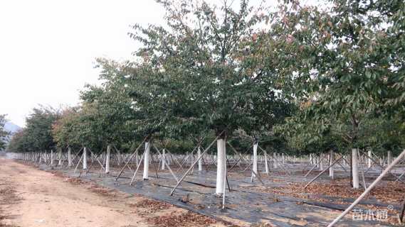 18公分高杆染井吉野樱