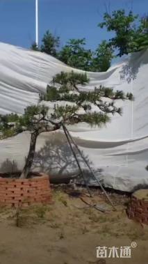 高度250厘米庭院松