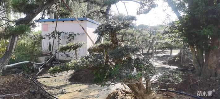 20公分对节白蜡