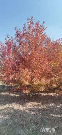 高度900厘米丛生美国红枫