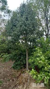 15公分红果冬青