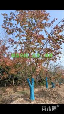 50公分丛生乌桕