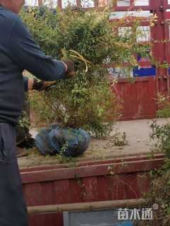 高度100厘米珍珠梅