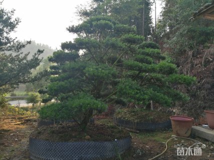 15公分造型罗汉松