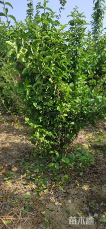 高度230厘米木绣球