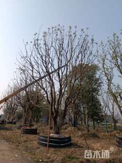 50公分(2杆)丛生香樟