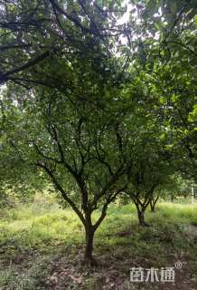 高度350厘米丛生胡柚