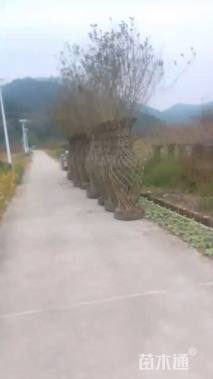 50公分紫薇花瓶