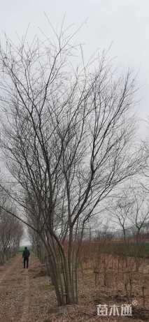 35公分朴树