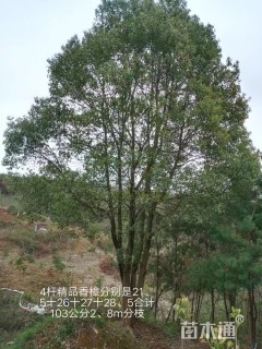 40公分(3杆)丛生香樟