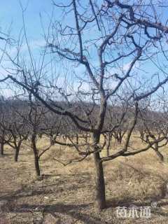 15公分杏树