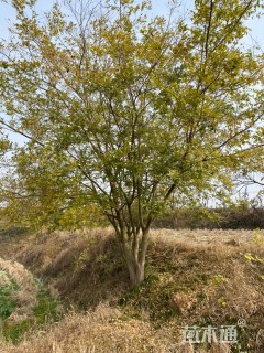 75公分多杆朴树