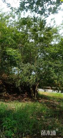 60公分丛生朴树