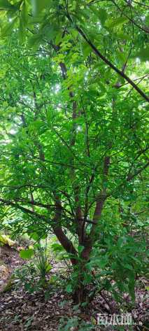 15公分红花玉蕊