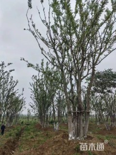 10公分(5杆)丛生朴树