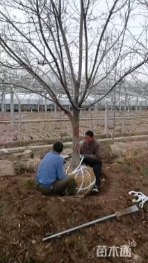 15公分八棱海棠