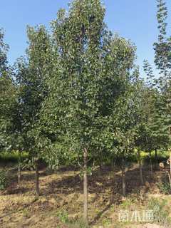 10公分彩叶豆梨