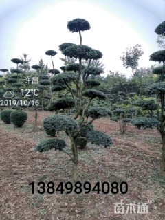 10公分造型小叶女贞