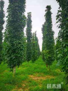 11公分北美枫香