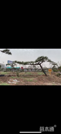 28公分造型油松