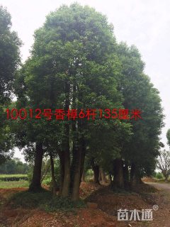 135公分香樟