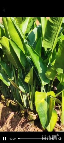 高度120厘米旅人蕉
