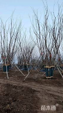 70公分(4杆)丛生朴树
