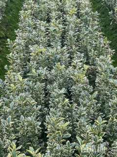 高度40厘米金边黄杨