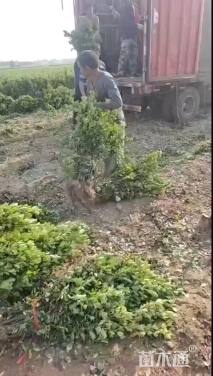 高度40.1厘米大叶黄杨