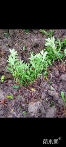 高度30厘米毛鹃小苗