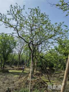 35公分造型乌桕