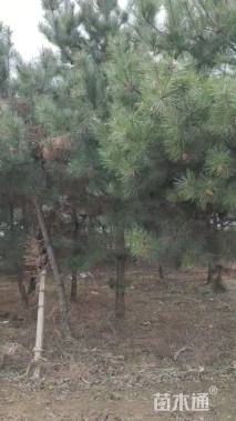 高度5000厘米油松