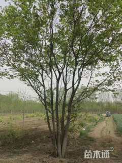 40公分(5杆)丛生朴树