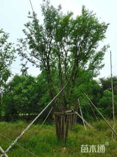 35公分(5杆)丛生乌桕