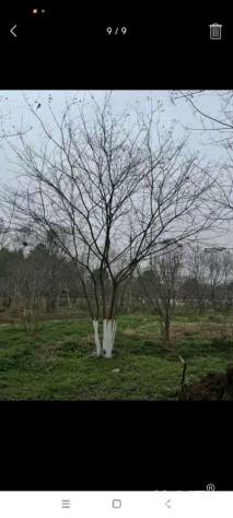 50公分(5杆)丛生朴树