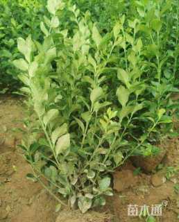 冠幅15厘米卫矛球