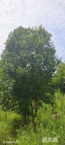 高度450厘米丛生大叶女贞