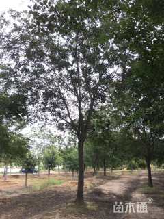 22公分朴树
