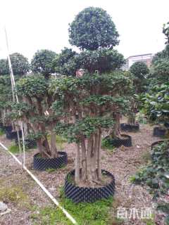 高度220厘米金钱榕
