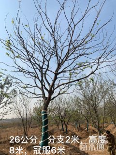 35公分朴树