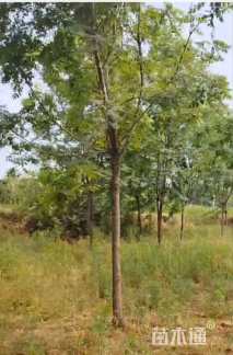 15公分复羽叶栾树