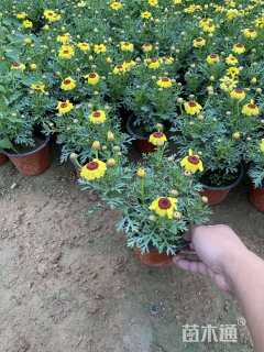 高度25厘米玛格丽特花