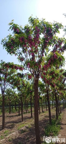 13公分嫁接香花槐
