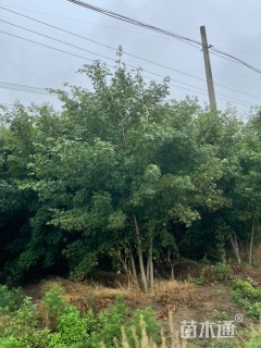 高度500厘米丛生元宝枫