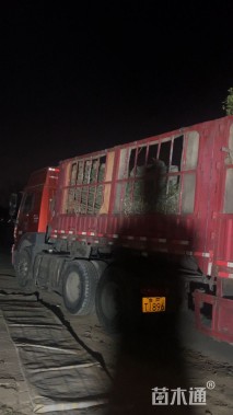 高度100厘米月季