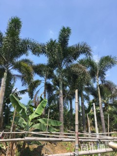 裸干高600厘米狐尾椰