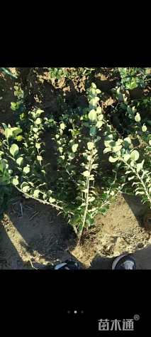 高度70厘米卫矛