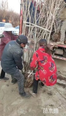 高度500厘米丛生紫荆