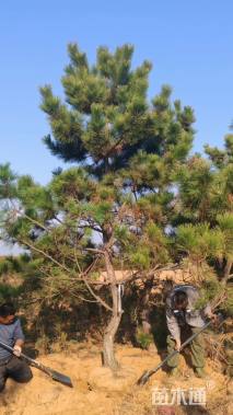 高度400厘米黑松