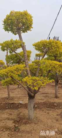 18公分造型金叶榆